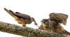 New Zealand Falcon - Food Transfer by Kurien Yohannan