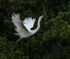 White Heron in flight by Yan Yuan