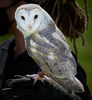 Wingspan Owl by Phil Thornton