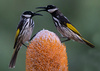 White Cheeked Honey Eater by Peter feuerstein