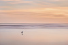 Lonely gull on the seashore by Brian Eastwood