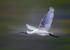 Spoonbill in flight by Chris Wong, LPSNZ