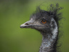 Emu by Liz Hardley, FPSNZ, LRPS, EFIAP/b