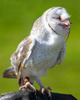 Ecstatic owl eating mouse by Brian Harmer, LPSNZ