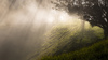 Mt Eden in the Mist by Janice  Chen, APSNZ