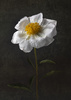 White Peony by Dianne Kelsey, LPSNZ