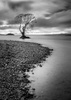 Taupo Tree by Rachel Hume