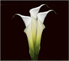 Calla Lilies by Jenny Lovering, LPSNZ