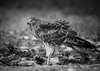 Harrier Hawk by Nel Davison, LPSNZ