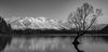 Lake Wanaka with mountains and a tree by Bob Scott, LPSNZ