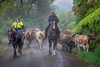 Wet Cattle Drive by Lindsay D Muirhead, LPSNZ, AAPS