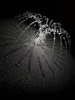 Water Spider by Karey Walker, LPSNZ