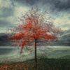 Last of Autumn by Meg Lipscombe, FPSNZ