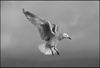 Seagull by Judith Bishop, LPSNZ