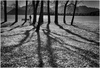 6a_Autumn Shadows.jpg by Dianne Calvert, FPSNZ