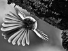 Fantail by Martin Sanders, LPSNZ