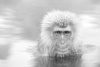 Japanese Macaque in Hot Springs by Evan McBride