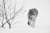 Snow Wolf by Evan McBride