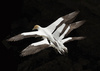 Gannet Stack by Brian Leslie Livingstone,  LRPS, APSNZ