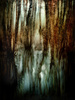 Swamp Reflections by Robin Short, APSNZ
