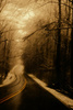 Forest in Snowstorm by lynn clayton, Hon.PSNZ,APSNZ, EFIAP,  ESFIAP