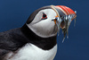 Puffin With Catch by Bill Hodges, APSNZ, EFIAP