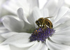 The Pollinator by Kinloch Byrne