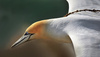 Australasian Gannet With Nesting Material by Bob McCree, FPSNZ