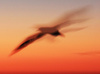 Sunset Gannet by Judy Stokes, APSNZ