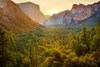 Sea of Sequoias by Michael Lucas, LPSNZ
