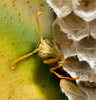 Asian Wasp by Jeanette Nee, APSNZ