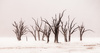 The Dead Tree Dance by Don Kelly, APSNZ, Hon PSNZ