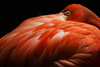 Flamingo by Robyn Carter, LPSNZ