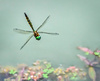 Flight Over Submerged Pond Plants by Lois Tapp