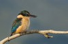 New Zealand Kingfisher (Halcyon Sancta Vagans) by John Reid, APSNZ ANPSNZ AFIAP