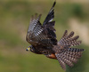 NZ Falcon by Phil Thornton