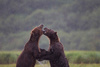 Brown Bears Sparring  in the Rain - Alaska by Tracey Thornton