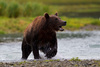 Brown Bear, Crazy Mumma - Alaska by Tracey Thornton