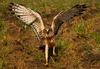 Harrier Hawk in Attack Mode by Jeanette Nee, APSNZ