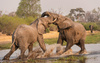 African Elephant (Loxodonta Africana) Fight by John Reid, APSNZ ANPSNZ AFIAP