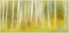 Mystical Forest by Rosita Manning, FPSNZ