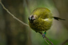 Curious Bellbird by Shona Kebble, APSNZ