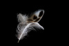 Floating Feathers by Eunice Belk, LPSNZ