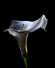 Arum Lily by James Cameron