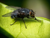 House Fly, Musca Domestica by Bryan Lay Yee