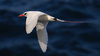 Red-Tailed Tropicbird by Cosima Ray, LPSNZ