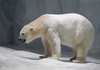 Polar Bear by Chris Wong, LPSNZ