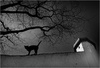 Spooky by Jean Moulin, EFIAP APSNZ 