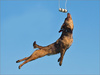 Dog Gymnastics by Lorraine Jones, APSNZ EFIAP/s GMAPS 