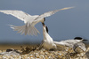 Tern Interaction by Glenda Rees